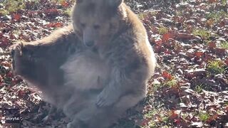 Rescue Bear Does Morning Stretching at Wildlife Sanctuary