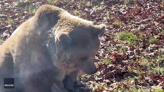 Rescue Bear Does Morning Stretching at Wildlife Sanctuary