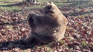 Rescue Bear Does Morning Stretching at Wildlife Sanctuary