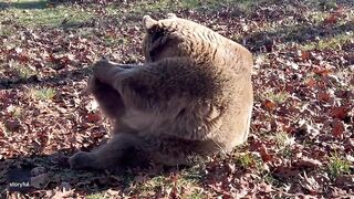 Rescue Bear Does Morning Stretching at Wildlife Sanctuary