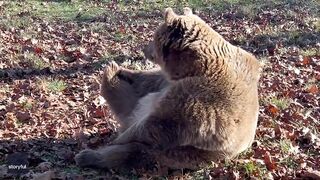 Rescue Bear Does Morning Stretching at Wildlife Sanctuary