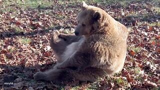 Rescue Bear Does Morning Stretching at Wildlife Sanctuary