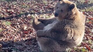 Rescue Bear Does Morning Stretching at Wildlife Sanctuary