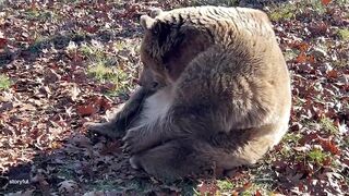 Rescue Bear Does Morning Stretching at Wildlife Sanctuary