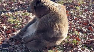 Rescue Bear Does Morning Stretching at Wildlife Sanctuary