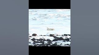 POLAR BEAR STRETCHING ON THE ICE - CUTE