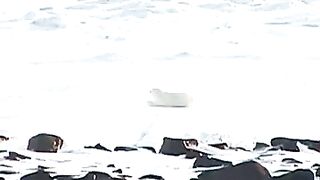 POLAR BEAR STRETCHING ON THE ICE - CUTE