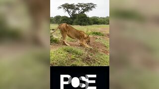 Lion Pose - Health Benefits ????????#shorts #viral #lion #yoga