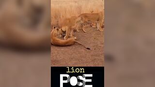 Lion Pose - Health Benefits ????????#shorts #viral #lion #yoga