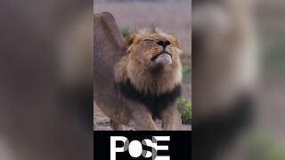 Lion Pose - Health Benefits ????????#shorts #viral #lion #yoga