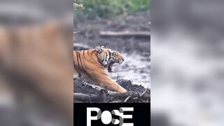 Lion Pose - Health Benefits ????????#shorts #viral #lion #yoga