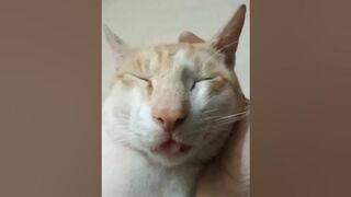 Hahaha! I am Sleeping on Amma's Hand stretching my Cute Tongue outside????????Pl. subscribe????