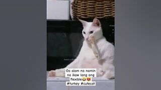 IKAW NA ANG FLEXIBLE | SORRY PO IKAW NA TALAGA TURKEY | #shortvideo #2024 #flexible #turkey #stray