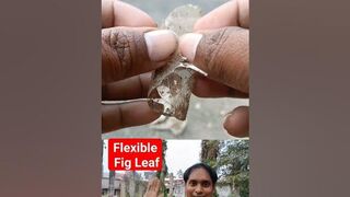 Flexible Fig Leaf | ???? ???? | Flexible and Wilted Leaf Craft of Sacred Fig | #shorts #viral