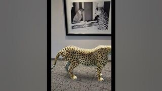 Big Cheetah Stretching In Front Of Cheetah Potrait Photo Display