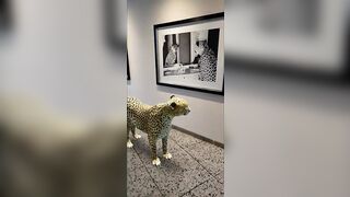 Big Cheetah Stretching In Front Of Cheetah Potrait Photo Display