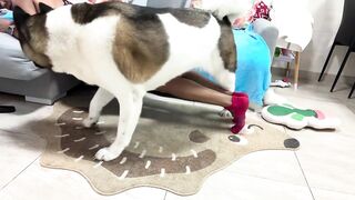 Hilarious Dog Attempts Yoga Poses p2