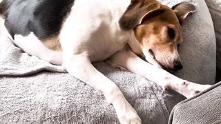 The world’s tallest Beagle stretching on the bean bag