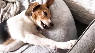 The world’s tallest Beagle stretching on the bean bag