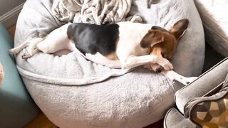 The world’s tallest Beagle stretching on the bean bag