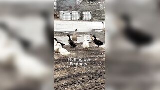 Fluffing & Stretching #ducklife #ducks #shorts