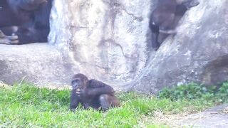 Jabali tongue is very flexible????????????#D'jeeco#ゴリラ#迪亞哥#金剛猩猩|20240115-31#taipeizoo #gorilla #台北市立動物園