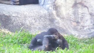 Jabali tongue is very flexible????????????#D'jeeco#ゴリラ#迪亞哥#金剛猩猩|20240115-31#taipeizoo #gorilla #台北市立動物園