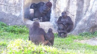 Jabali tongue is very flexible????????????#D'jeeco#ゴリラ#迪亞哥#金剛猩猩|20240115-31#taipeizoo #gorilla #台北市立動物園