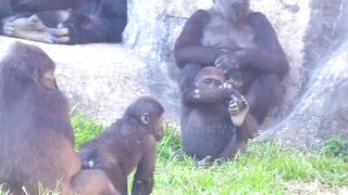 Jabali tongue is very flexible????????????#D'jeeco#ゴリラ#迪亞哥#金剛猩猩|20240115-31#taipeizoo #gorilla #台北市立動物園