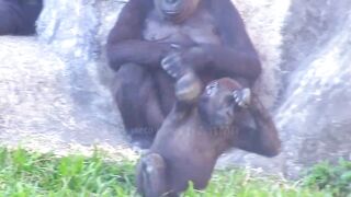 Jabali tongue is very flexible????????????#D'jeeco#ゴリラ#迪亞哥#金剛猩猩|20240115-31#taipeizoo #gorilla #台北市立動物園