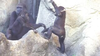 Jabali tongue is very flexible????????????#D'jeeco#ゴリラ#迪亞哥#金剛猩猩|20240115-31#taipeizoo #gorilla #台北市立動物園