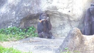 Jabali tongue is very flexible????????????#D'jeeco#ゴリラ#迪亞哥#金剛猩猩|20240115-31#taipeizoo #gorilla #台北市立動物園