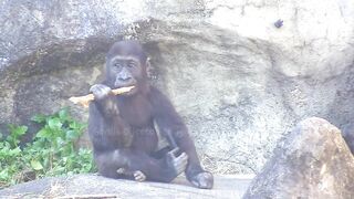 Jabali tongue is very flexible????????????#D'jeeco#ゴリラ#迪亞哥#金剛猩猩|20240115-31#taipeizoo #gorilla #台北市立動物園