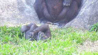 Jabali tongue is very flexible????????????#D'jeeco#ゴリラ#迪亞哥#金剛猩猩|20240115-31#taipeizoo #gorilla #台北市立動物園