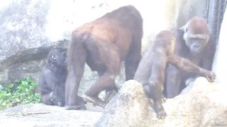 Jabali tongue is very flexible????????????#D'jeeco#ゴリラ#迪亞哥#金剛猩猩|20240115-31#taipeizoo #gorilla #台北市立動物園