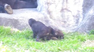 Jabali tongue is very flexible????????????#D'jeeco#ゴリラ#迪亞哥#金剛猩猩|20240115-31#taipeizoo #gorilla #台北市立動物園