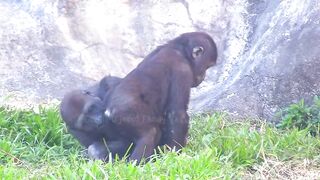 Jabali tongue is very flexible????????????#D'jeeco#ゴリラ#迪亞哥#金剛猩猩|20240115-31#taipeizoo #gorilla #台北市立動物園