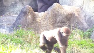 Jabali tongue is very flexible????????????#D'jeeco#ゴリラ#迪亞哥#金剛猩猩|20240115-31#taipeizoo #gorilla #台北市立動物園