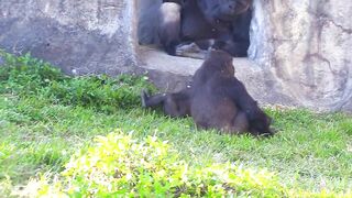 Jabali tongue is very flexible????????????#D'jeeco#ゴリラ#迪亞哥#金剛猩猩|20240115-31#taipeizoo #gorilla #台北市立動物園