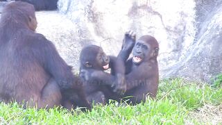 Jabali tongue is very flexible????????????#D'jeeco#ゴリラ#迪亞哥#金剛猩猩|20240115-31#taipeizoo #gorilla #台北市立動物園