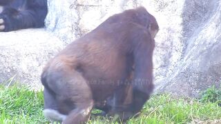 Jabali tongue is very flexible????????????#D'jeeco#ゴリラ#迪亞哥#金剛猩猩|20240115-31#taipeizoo #gorilla #台北市立動物園