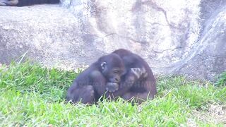 Jabali tongue is very flexible????????????#D'jeeco#ゴリラ#迪亞哥#金剛猩猩|20240115-31#taipeizoo #gorilla #台北市立動物園