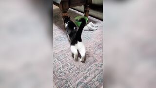 CAT keep stretching for PETS #cat