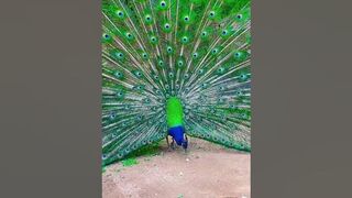 "The mesmerizing beauty of a peacock bird stretching its wings#shorts