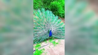 "The mesmerizing beauty of a peacock bird stretching its wings#shorts