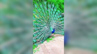 "The mesmerizing beauty of a peacock bird stretching its wings#shorts