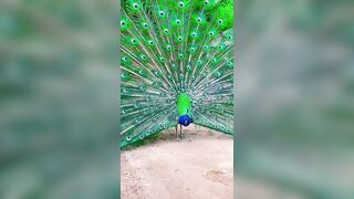 "The mesmerizing beauty of a peacock bird stretching its wings#shorts