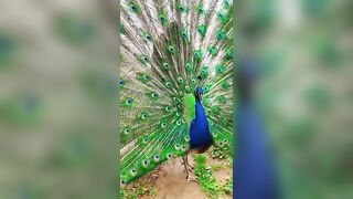 "The mesmerizing beauty of a peacock bird stretching its wings#shorts