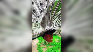 "The mesmerizing beauty of a peacock bird stretching its wings#shorts