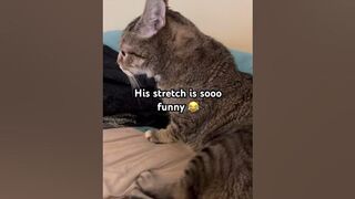 Lonzo falls while stretching #cat #catz #catlover #catzo #catvideos #kitten #catso #pets #funny